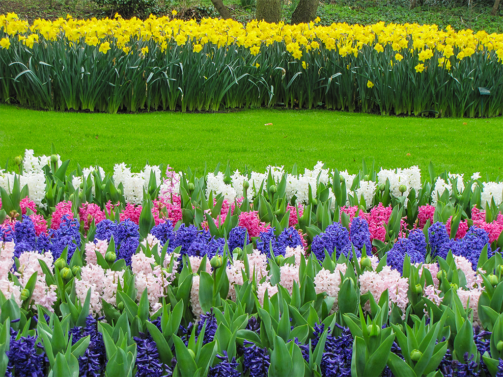 парк-цветов-нидерланды-сайт-1