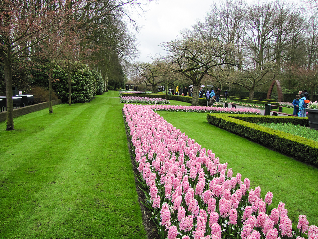 парк-цветов-нидерланды-сайт-2