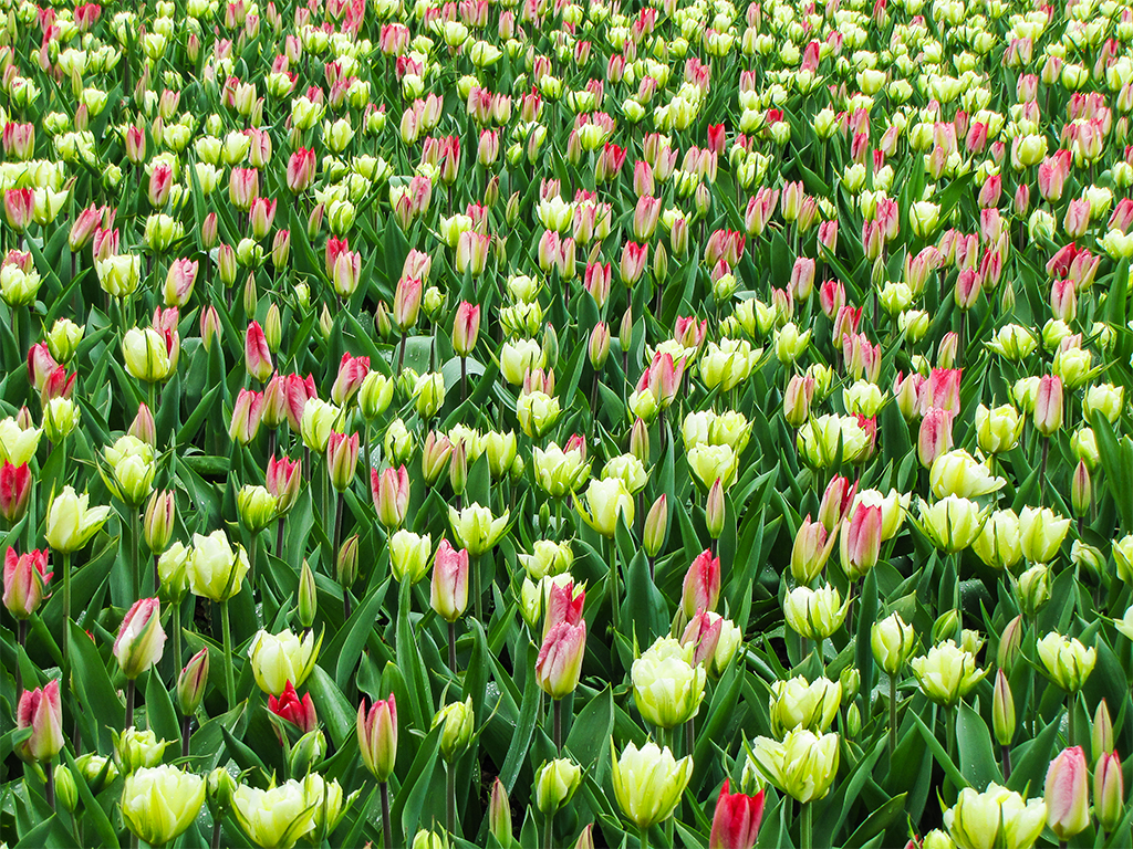 парк-цветов-нидерланды4