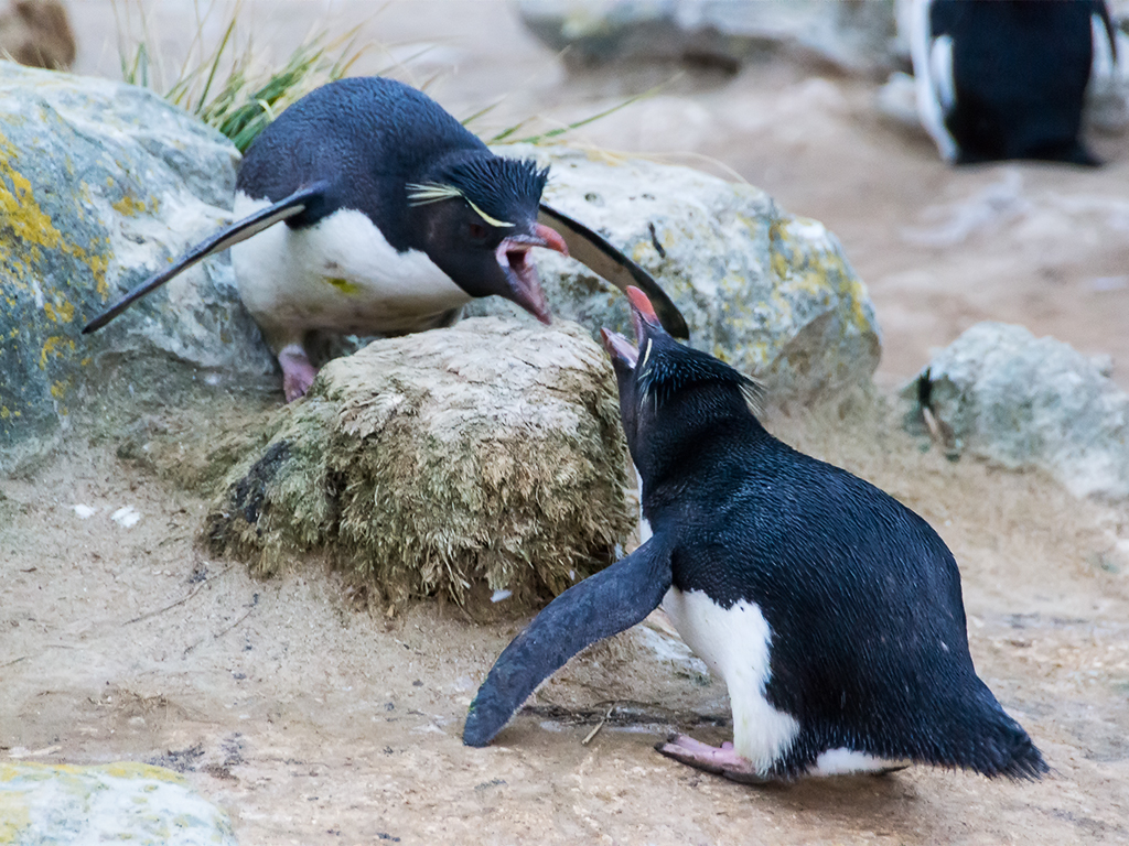 разборки-пингвинов