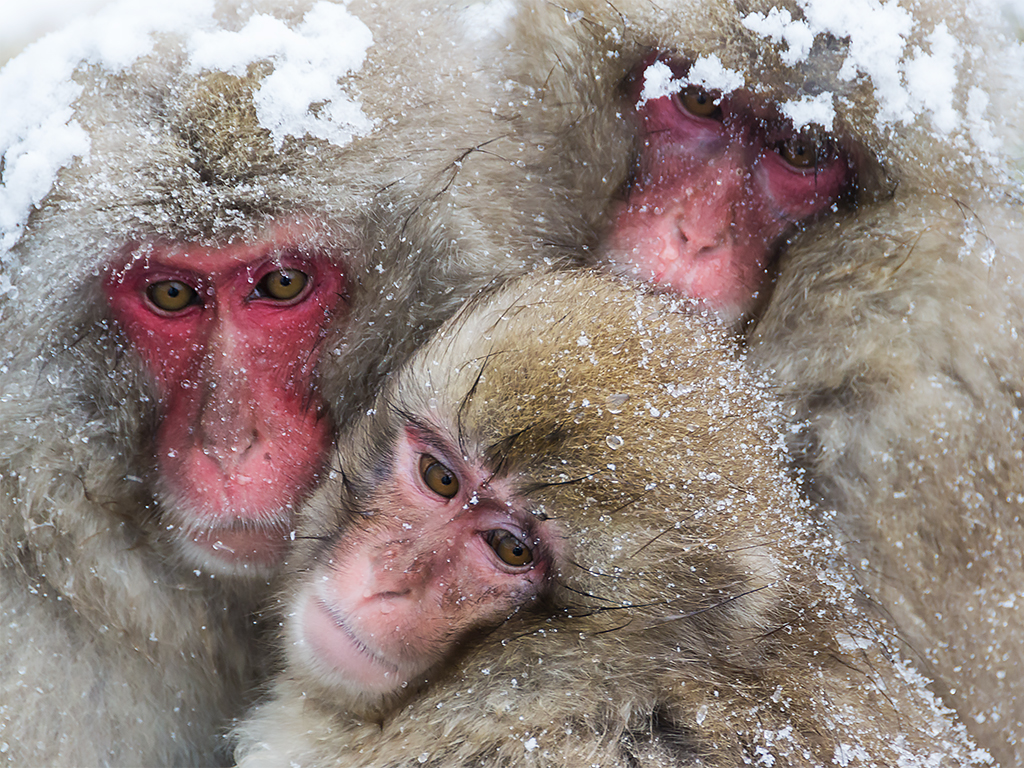 япония-снежные-обезьяны-3