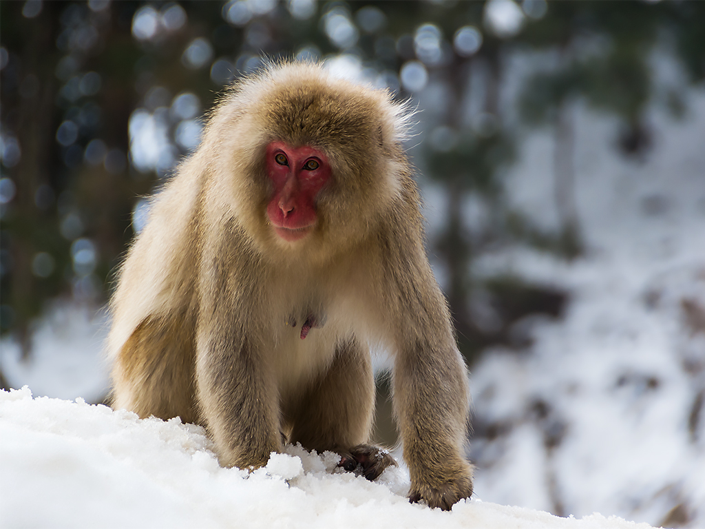 япония-снежные-обезьяны-4