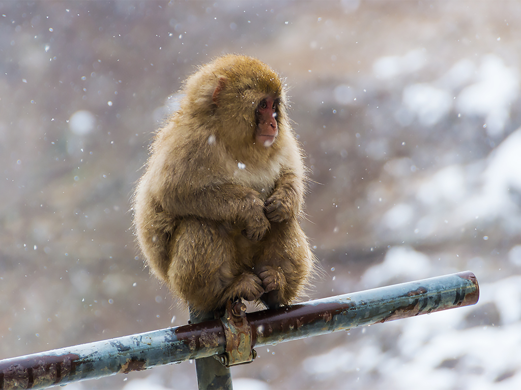 япония-снежные-обезьяны-5